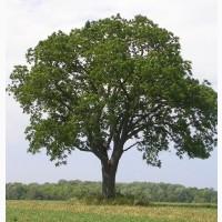 Саженцы ЗКС Орех черный (американский) (Juglans nigra)