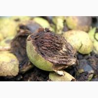 Саженцы ЗКС Орех черный (американский) (Juglans nigra)