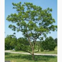 Саженцы ЗКС Орех черный (американский) (Juglans nigra)