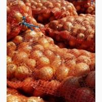 Продам лук сорт Штутгарт и глобус