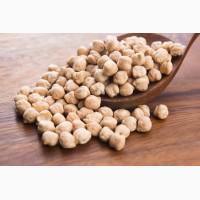 Семена нута, нут посевной Иордан Iordan 1 репродукция
