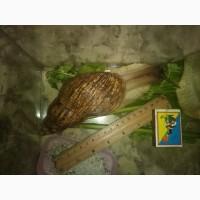 Продам улиток ахатин (малышей)