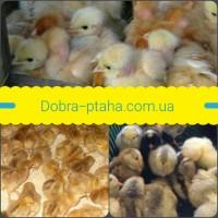 Цыплята мастер, ред бро, голошейка