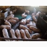 Поросята купить. Поросята DanBred, PIC