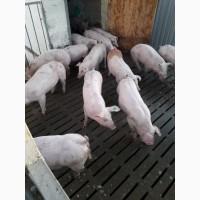 Поросята купить. Поросята DanBred, PIC