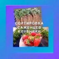 РАБОТА в Польше || Сортировка Cаженцев Клубники || Заедз уже начался