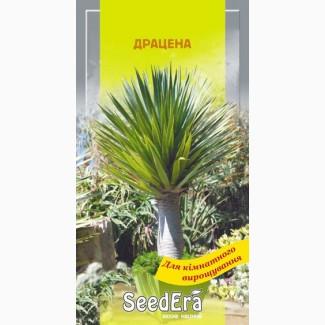 Комнатные цветы Драцена 2 шт SeedEra