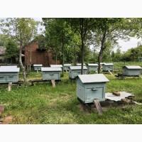 Продається пасіка. Продаю пасеку