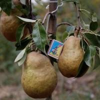 Питомник Агродиво реализует собственную продукцию более 900 сортов