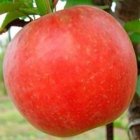 Питомник Агродиво реализует собственную продукцию более 900 сортов