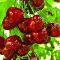 Питомник Агродиво реализует собственную продукцию более 900 сортов
