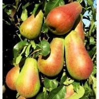 Питомник Агродиво реализует собственную продукцию более 900 сортов