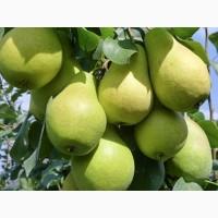 Питомник Агродиво реализует собственную продукцию более 900 сортов