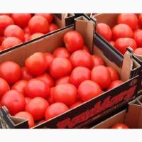 Продам помидоры опт, розница