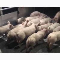 Поросята на відгодівлю. DanBred, PIC. Доставка