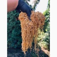 Імпортний Тютюн! Вірджинія Голд/ Золоте руно/Winston / Kapitan Blek/ Oriental /Marlboro