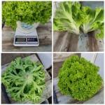Продам салаты зелёные красные ромен
