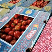 Продам помідори з поля