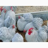 Інкубаційне яйце, курчата, Кохінхін лаванда, білий, синій. Оплід хороший