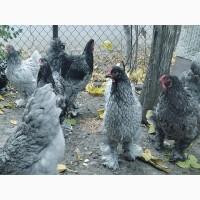 Інкубаційне яйце, курчата, Кохінхін лаванда, білий, синій. Оплід хороший