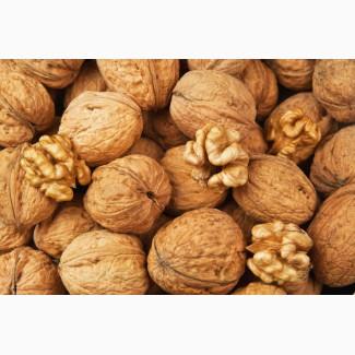 Куплю чищений горіх та квасолю цукрову