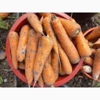 Продам моркву, сорт Кордоба, Кесена