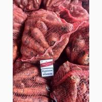 Продам моркву, сорт Кордоба, Кесена