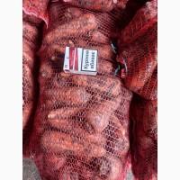 Продам моркву, сорт Кордоба, Кесена
