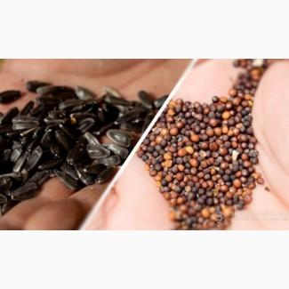 Купуємо олійні культури