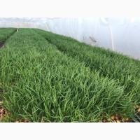Продам, цибулю, лук на пер