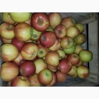 Продам яблока різні сорти