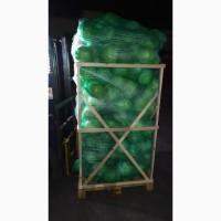 Капуста білокачанна. Єгипет