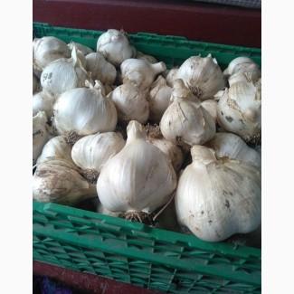 Продам часник Рокамболь