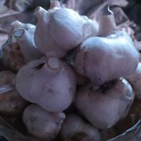 Продам часник Рокамболь