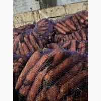 Продам морковь второй сорт