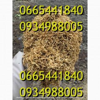 Тютюн Опт Гавана Дюбек Вірджинія Руно Голд Вінстон Кап Блек Махорка Парламент