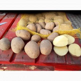 Продам товарну картоплю