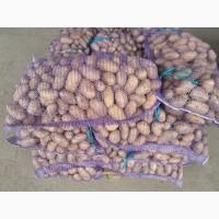 Продамо картоплю товарну