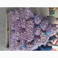 Продамо картоплю товарну