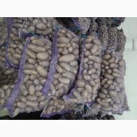 Продамо картоплю товарну