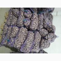 Продамо картоплю товарну