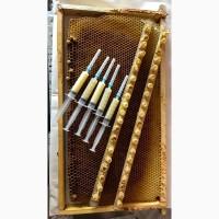 Маточне молочко