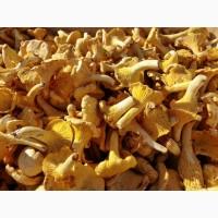 Экстракт Лисичек гриби полисахаридов 50%