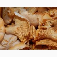 Экстракт Лисичек гриби полисахаридов 50%