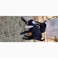 Продам 100% козочку та козликів англо-нубійських