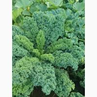 Продам.Свіжа капуста Кале(Kale) – суперфуд прямо з поля! Еко-продукт. Урожай 2025