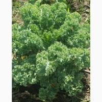 Продам.Свіжа капуста Кале(Kale) – суперфуд прямо з поля! Еко-продукт. Урожай 2025
