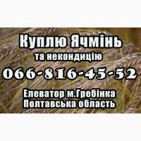 Елеватор купує на постійній основі ячмінь та некондицію