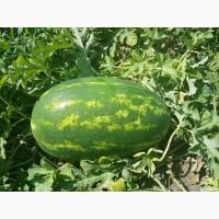 Продам кавун сорт Фонтана, Юммі