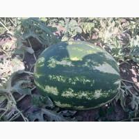 Продам кавун сорт Фонтана, Юммі